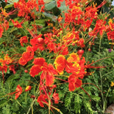 Red Mexican Bird of Paradise Plant Live, 5-6'' Tall, Red Pride of Barbados Tree, Bird of Paradise for Outdoor Planting, Well-Rooted
