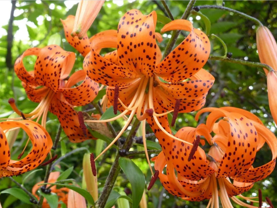 Set of 10 Turks Cap Lily Bulbs, Tiger Lily Hardy Perennial Flower Bulbs for Gardens, Borders, and Outdoor Landscaping, Reblooming Summer Flowers