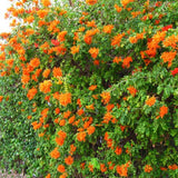 Orange Honeysuckle Plant Live, 8-10 Inches Tall in 4 Inch Pot, Fast Growing Flowering Vine for Outdoor Planting