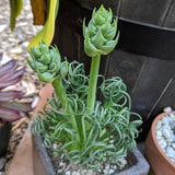 Albuca Live Plant in 3” Pot, Frizzle Sizzle Succulent, Curly Leaf Albuca Plant for Indoor Growing