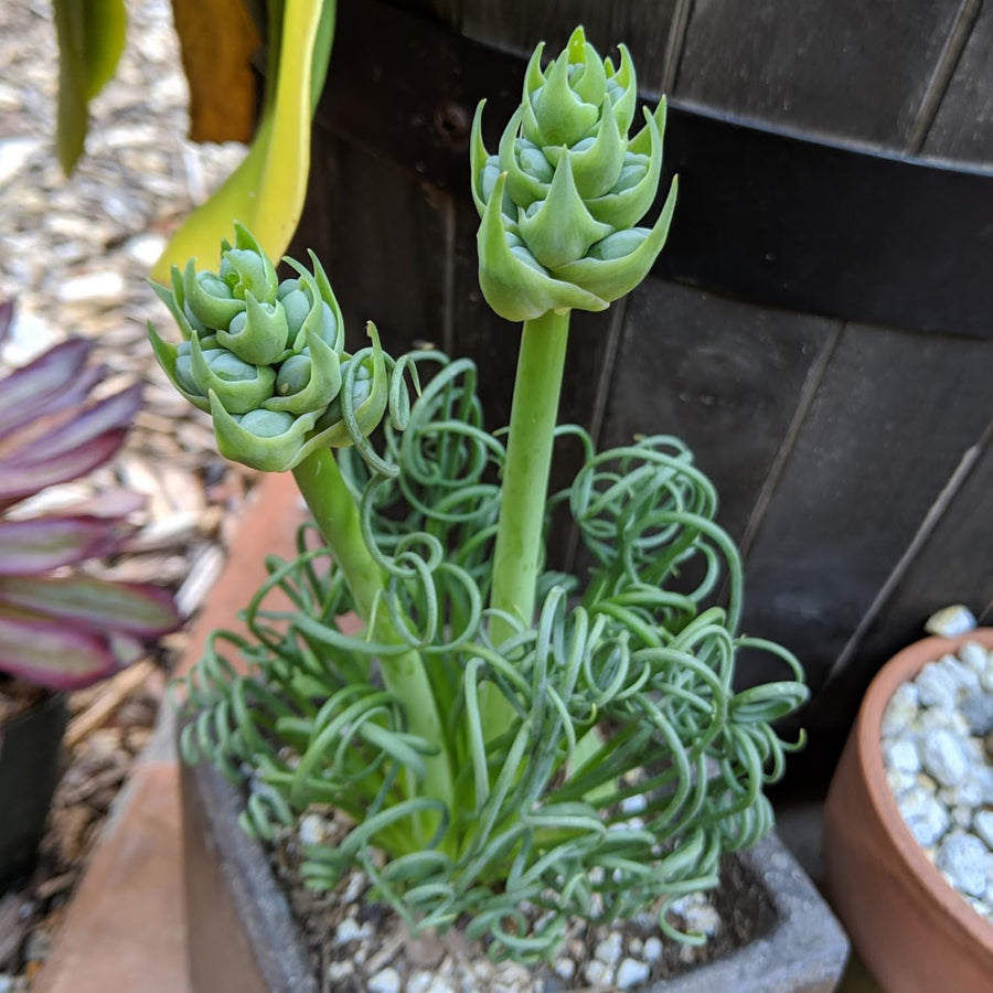 Albuca Live Plant in 3” Pot, Frizzle Sizzle Succulent, Curly Leaf Albuca Plant for Indoor Growing