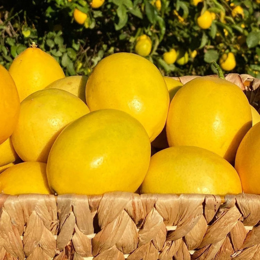 Passionfruit Live Plant 10-12″ Tall, Passion Fruit Vine, Fast Growing Tropical Vine, Outdoor or Container Growing (Yellow)
