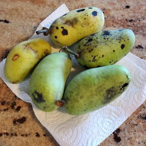 2 Pawpaw Tree Live Plants Bares Roots, Paw Paw Plant, Cold Hardy Fruit Tree Home Orchards Growing, 6 Inches and 11 Inches in Height