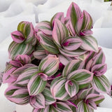 Pink Wandering Jew Live Plant, Tradescantia Nanouk Wandering Jew Plant Live, Succulent Plant Live for Growing Hanging Basket Plant, 4 Inc Pot