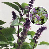6 African Blue Basil Plants Live, 4 to 6 Inc in Height, Live Basil Plants Outdoors Indoors Gardening