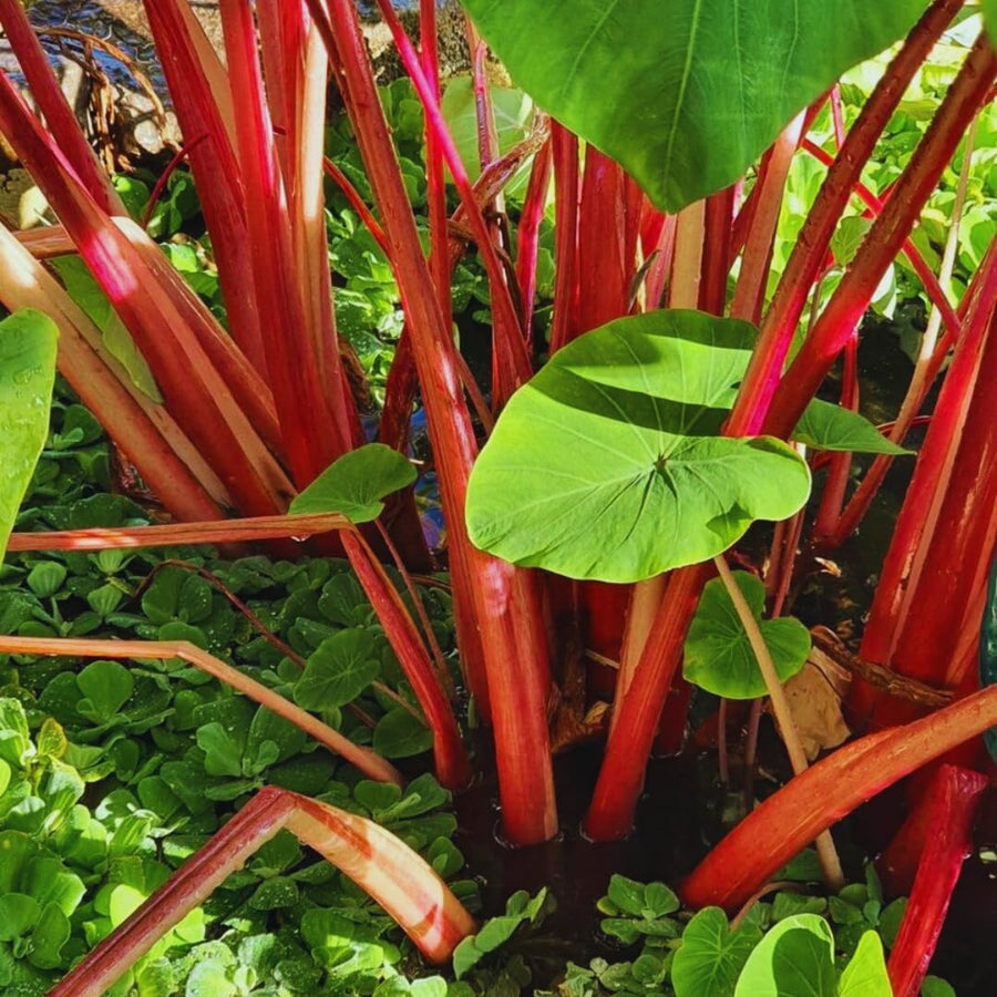 3 Colocasia Plants Live, Elephant Ear Caladium Esculenta Plants, 5 to 8 Inc Tall (Green Leaf Red Stem)