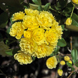 03 Yellow Rose Bush Climbing Live Plant, 5-10 Inches in Tall Fragrant Yellow Rose for Garden