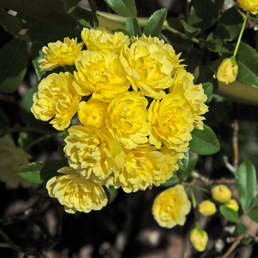 03 Yellow Rose Bush Climbing Live Plant, 5-10 Inches in Tall Fragrant Yellow Rose for Garden