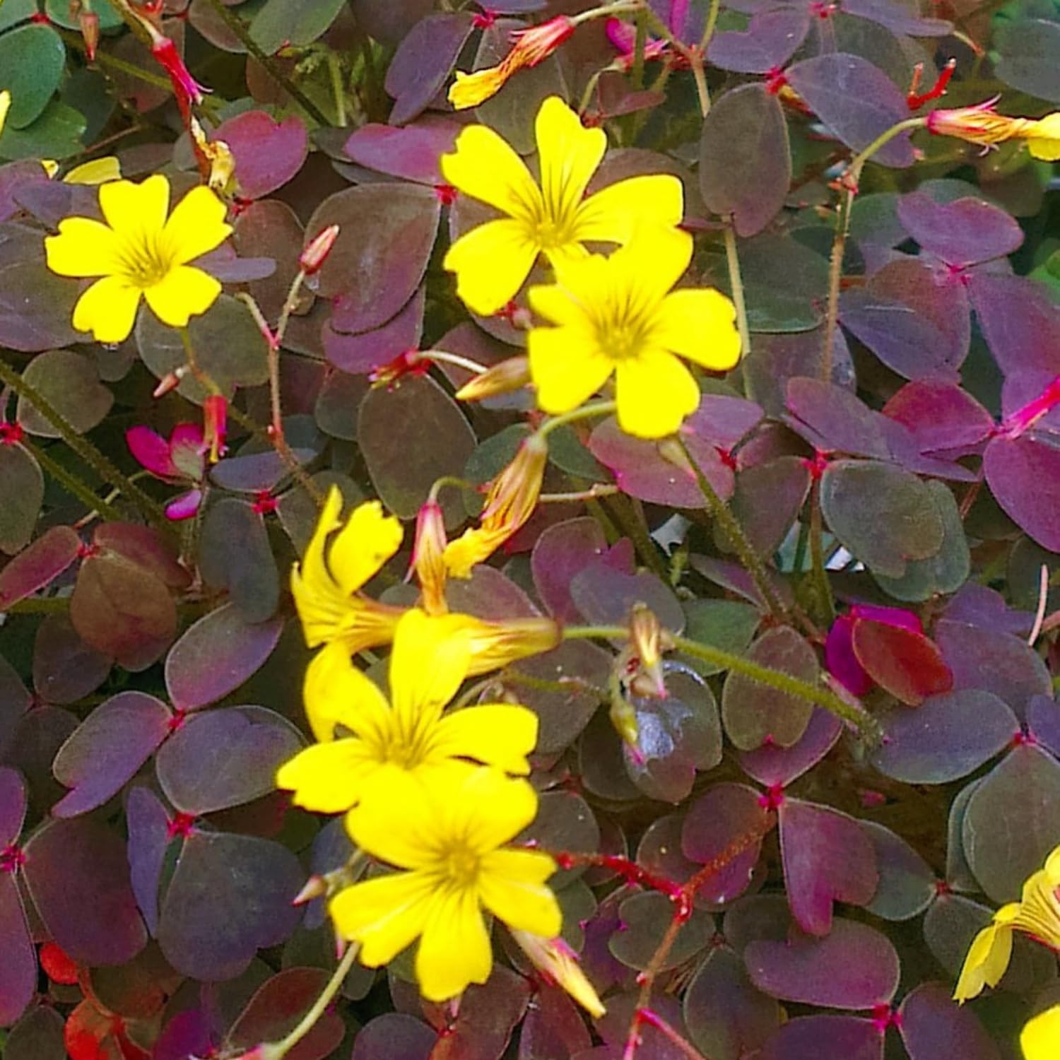 Burgundy Oxalis Triangularis Plant Live, 5-8 Inch Tall Shamrock Houseplant, Indoor Decorative Foliage Plant, No Pot, Yellow Flowers