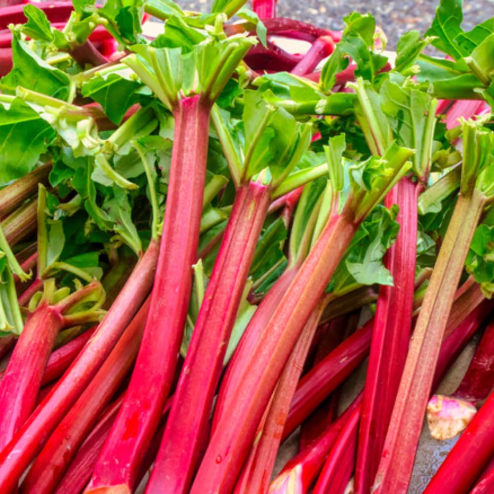 5 Rhubarb Roots for Planting, Bare Root Rhubarb Crowns, Hardy Perennial Vegetable Plants for Outdoor Garden Growing