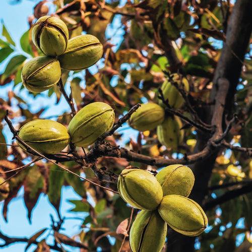 2 Pecan Plant Live Bare Roots, Pecan Tree Seedling from 8 to 10 Inc Tall, Easy to Plant Outdoor