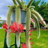 XL Size Trailing Monkey Tail Cactus Plant Live for House Plant, Live Succulents Plant for Planting Indoor Oudoor, 10 to 15 Inches Tall, No Pot