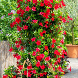 2 Mandevilla Live Plants, Mandevilla Flowering Vines Trellis, 4-9 Inch Tall Plants for Hanging Baskets, Container and Garden Growing (Red)