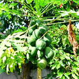 Dwarf Papaya Plant Live, 8-12" Tall Tropical Fruit Tree in Half-Gallon Pot, Fast Growing for Container or Garden