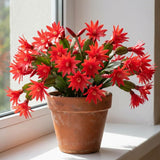 Red Easter Cactus Plant Live, Vibrant Blooming Cactus, 6'' Tall in 4 Inches Pot, Holiday Cactus, Flowering Succulent for Indoor Outdoor Planting