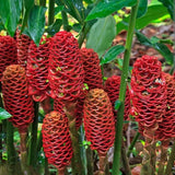 5 Shampoo Ginger Rhizomes for Planting – Fresh Zingiber Zerumbet Roots, Hardy Perennial Herb, Fragrabnt Ginger Plant for Garden or Containers