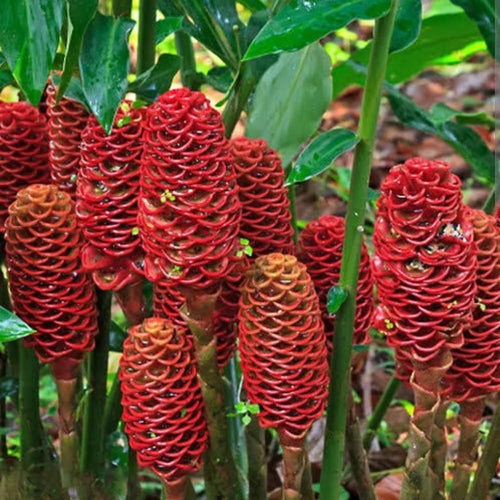 5 Shampoo Ginger Rhizomes for Planting – Fresh Zingiber Zerumbet Roots, Hardy Perennial Herb, Fragrabnt Ginger Plant for Garden or Containers