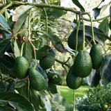 HASS Avocado Tree Live Plant, 8-10 Inches Tall, Hardy Avocado Fruit Tree for Indoor or Outdoor Growing