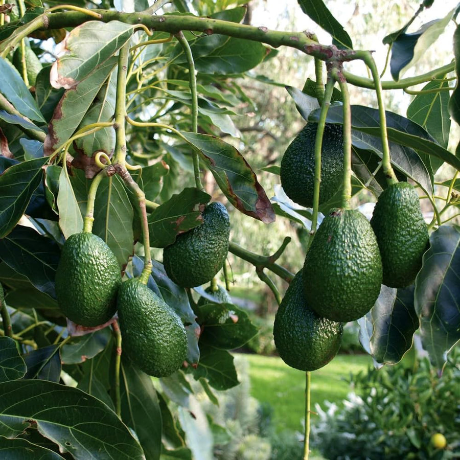 HASS Avocado Tree Live Plant, 8-10 Inches Tall, Hardy Avocado Fruit Tree for Indoor or Outdoor Growing