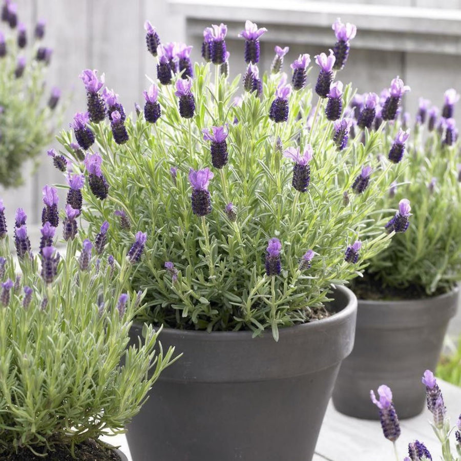 Lavender Live Plant 4″ Pot, Fragrant Purple Blooms, Outdoor and Container Growing, Zones 8–11 (Fragrant Purple)
