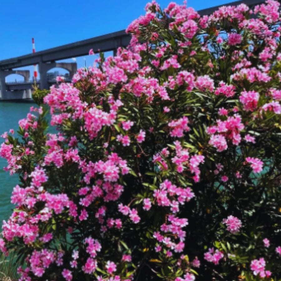 Oleander Plants Live, 2 Small Plants, Live Oleander Flower Plants, Tropical Plant Live Shrub Garden (Pink)