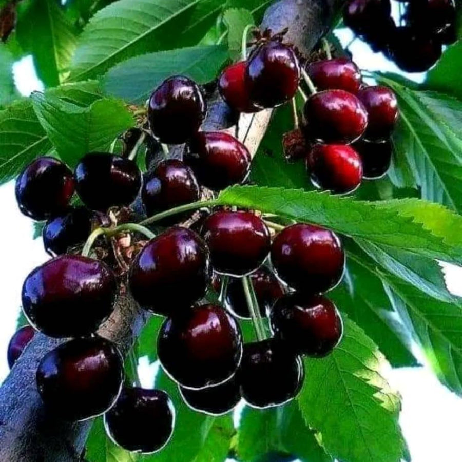 2 Black Cherry Seedlings Cherry Tree Live Plant, Bareroots Dormant, 12-18 Inch Tall, Sweet Cherry Plants Live for Planting Outdoors, Dark Purple Black Cherry