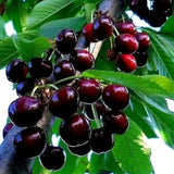 2 Wild Black Cherry Trees Live Plant for Planting, Sweet Cherry Plant Live Fruit Tree, 12-18" Tall Tall, Large Dark Cherry Tree Plant, Dormant Bareroot No Leaves