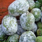 Pack 60 Wax Gourd Winter Melon Seeds, Round Winter Melon Seed for Vegetable Garden, Ready for Planting