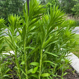 2 Mexican Tarragon Live Plant, 4-6 Inches Tall, Culinary Herb, Well Rooted Mexican Tarragon Plant for Herb Gardens and Containers