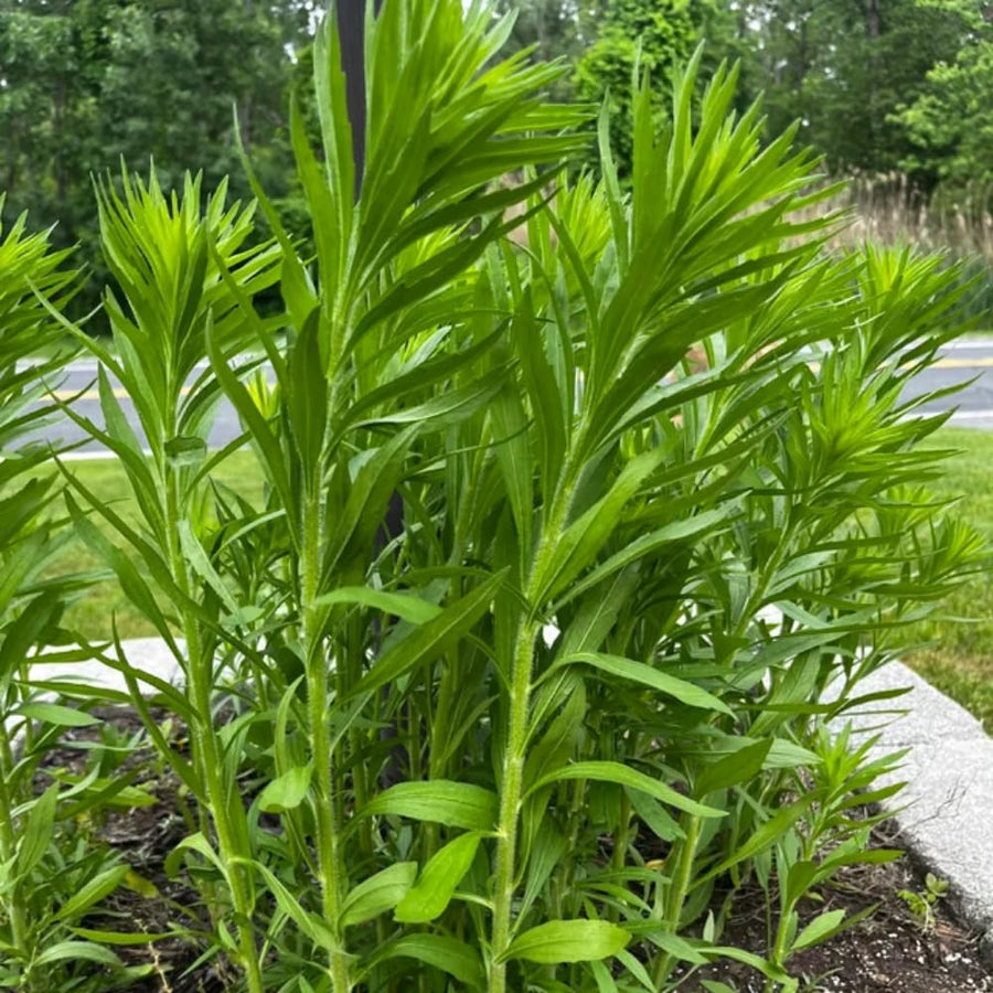 2 Mexican Tarragon Live Plant, 4-6 Inches Tall, Culinary Herb, Well Rooted Mexican Tarragon Plant for Herb Gardens and Containers