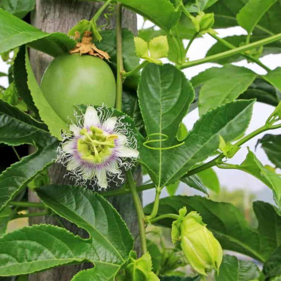 Passionfruit Live Plant 10-12″ Tall, Passion Fruit Vine, Fast Growing Tropical Vine, Outdoor or Container Growing (Purple)