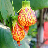 2 Orange Abutilon Plants Live for Planting 5 to 9 Inch Height, Ornamental Lantern Abutilon Flowering Live Plants, Fragrant Abutilon Well Rooted Plug