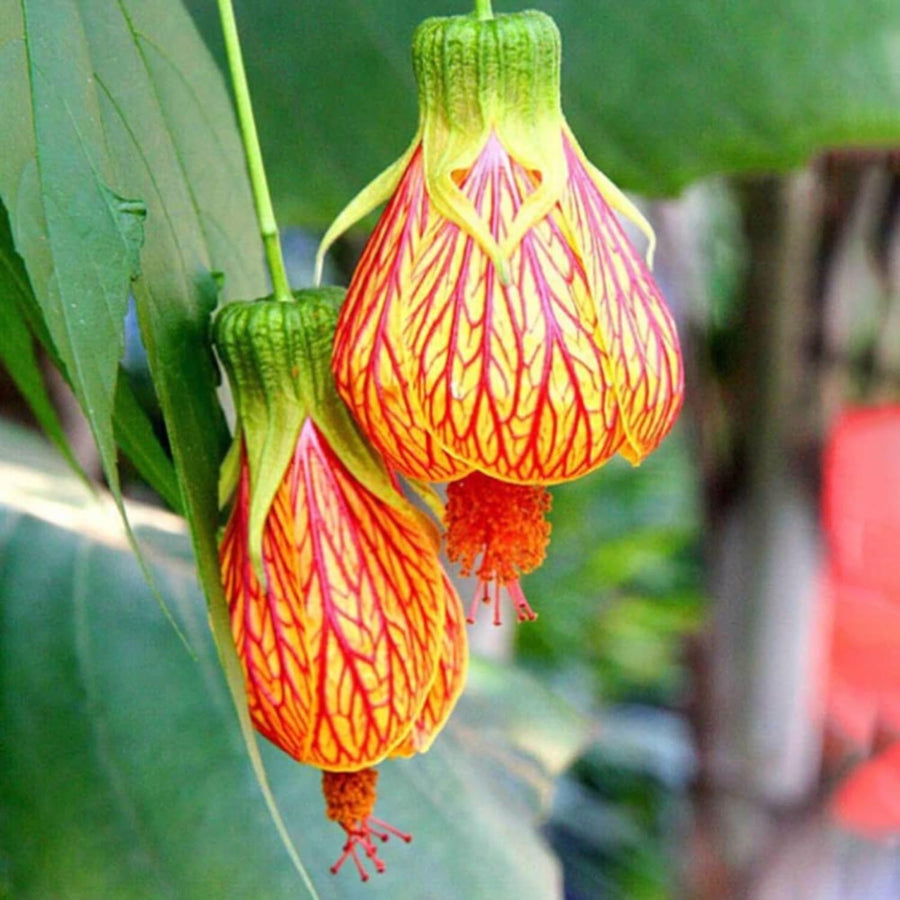 1 Orange Abutilon Plant Live for Planting 5 to 9 Inch Height, Lantern Abutilon Flowering Live Plants, Fragrant Abutilon Well Rooted Plug