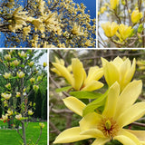 Yellow Magnolia Plant Live, 6-12 Inch Tall, Magnolia Tree in 2.5” Pot, Flowering Ornamental Tree