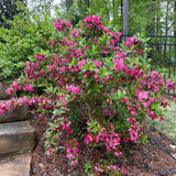 Pink Weigela Plant in Quart Pot, Weigela Live Plant, Live Shrub for Outdoor Garden, Spring Blooming Flower Bush