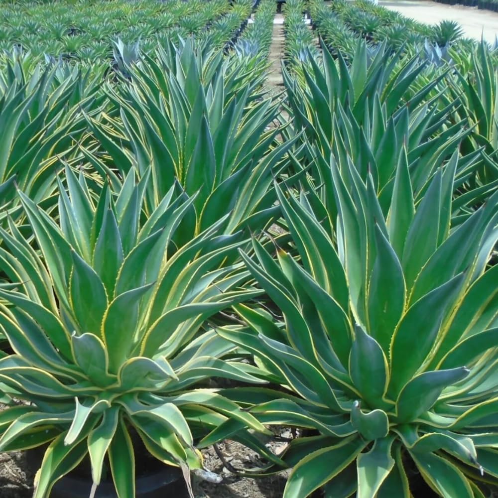 Pack 4 Agave Succulent Plant Live, Small Agave Plants for Garden and Containers, Hardy Ornamental Cactus