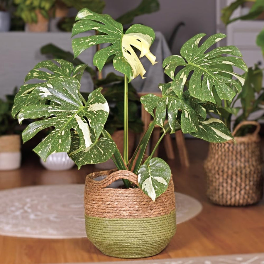 Philodendron Live Plant, Rare Variegated Houseplant for Home or Office, 5-8" Tall Tropical Indoor Plant (Variegated Philodendron Monstera Constellation)