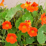 2 Pots Nasturtium Plants, 4 Inch Pot, 4-6″ Tall Nasturtium Flower Starter Plants, Trailing Garden Plant for Containers and Beds