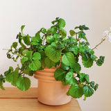 1 Pot Plectranthus Swedish Ivy Plant Live, Swedish Ivy Mint Herb Houseplants in 3.25 Inch Pots for Indoor and Outdoor