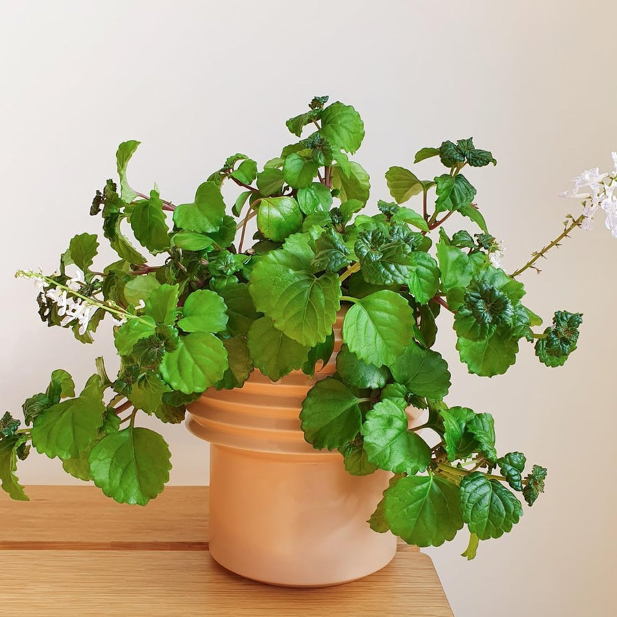 1 Pot Plectranthus Swedish Ivy Plant Live, Swedish Ivy Mint Herb Houseplants in 3.25 Inch Pots for Indoor and Outdoor