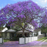 Jacaranda Tree Live Plant, 3-6'' Tall, Jacaranda Tree Plant Live for Outdoor Planting, Live Jacaranda Plant, Purple Blooms, Ready to Grow