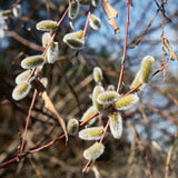 Pussy Willow Live Plant in 2.5 Inch Pot, Ornamental Shrub, Fast Growing Early Spring Blooming Tree for Gardening