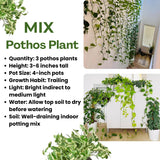 3 Mix Pothos Plants in 4 Inch Pot, 3-6” Tall Assorted Pothos Vine Houseplants, Hanging Basket and Home Garden Plants