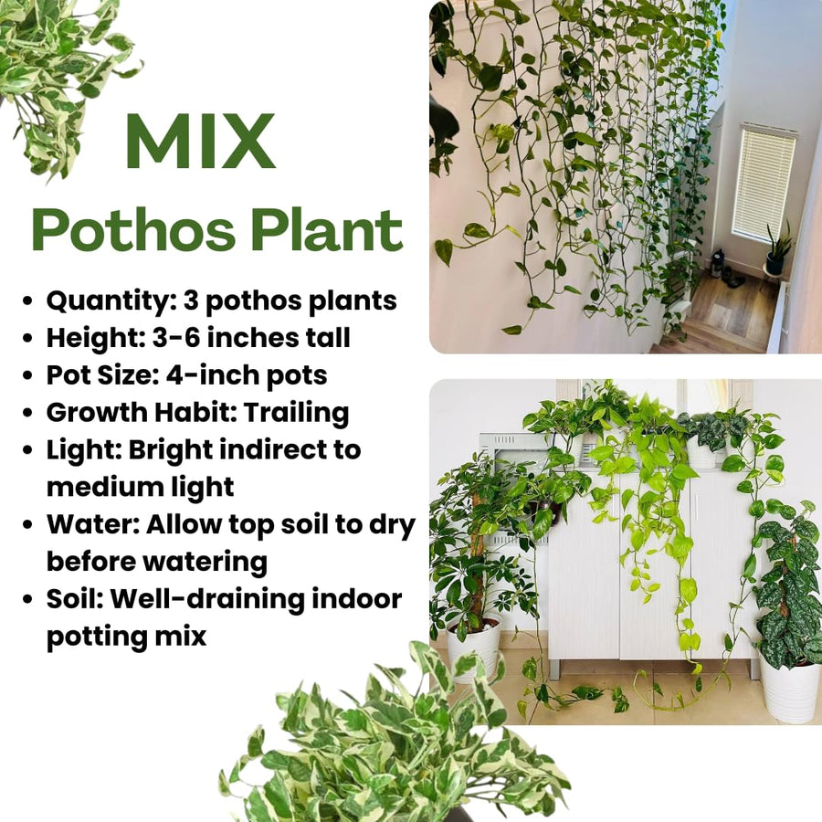 3 Mix Pothos Plants in 4 Inch Pot, 3-6” Tall Assorted Pothos Vine Houseplants, Hanging Basket and Home Garden Plants