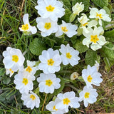 Set of 2 Live White Primrose Plant, Hardy Primrose Flower in 4 Inch Pot, Well Rooted for Indoor or Outdoor Planting