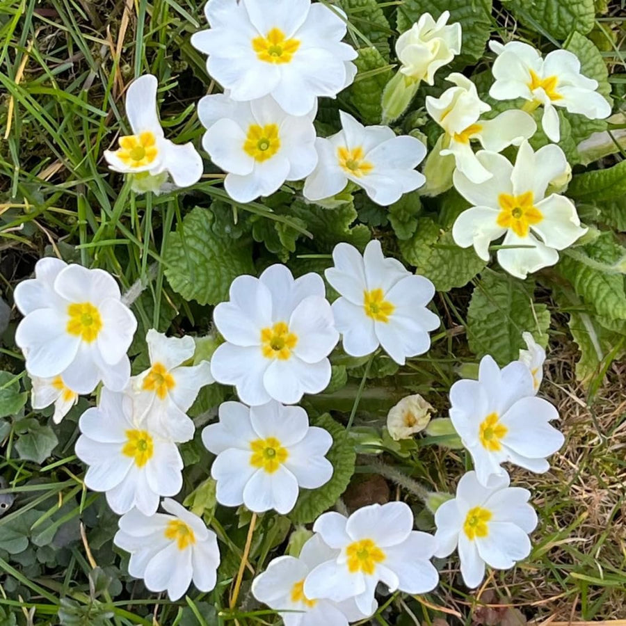 Set of 2 Live White Primrose Plant, Hardy Primrose Flower in 4 Inch Pot, Well Rooted for Indoor or Outdoor Planting