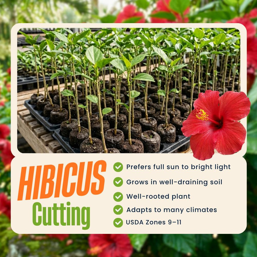 Red Hibiscus Plant Live, Well-Rooted Hibiscus Flowers, 5-7 Inches Tall, Tropical Flowering for Indoor Outdoor Planting