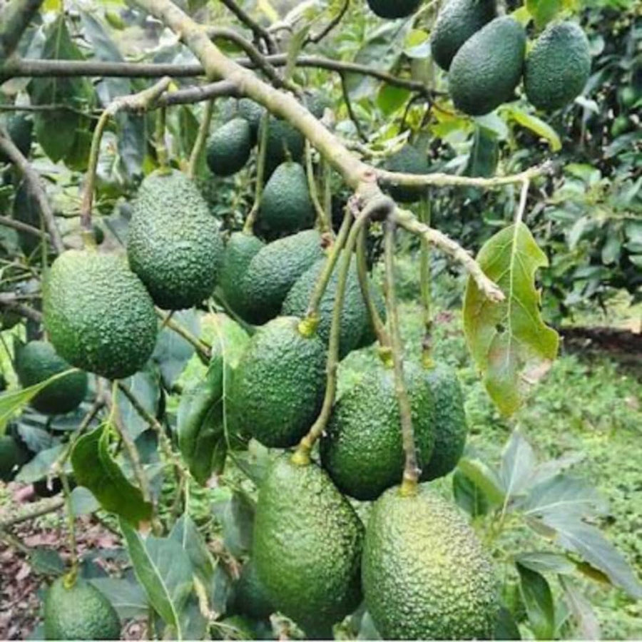 Avocado Tree Live Plant, Green Avocados Trees for Planting Outside, 14-20" in Tall, Zones 9-11, No CA