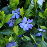 Pack 3 Vinca Minor Plants 4'' Pots, Purple Periwinkle Ground Cover Plants, Trailing Vines for Garden Borders and Landscape