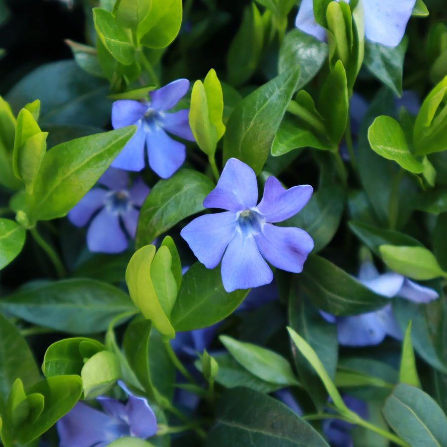 Pack 3 Vinca Minor Plants 4'' Pots, Purple Periwinkle Ground Cover Plants, Trailing Vines for Garden Borders and Landscape